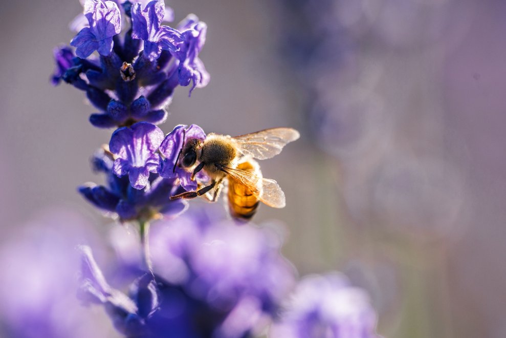 Attracting Bees and Butterflies | Art Knapp Surrey Blog