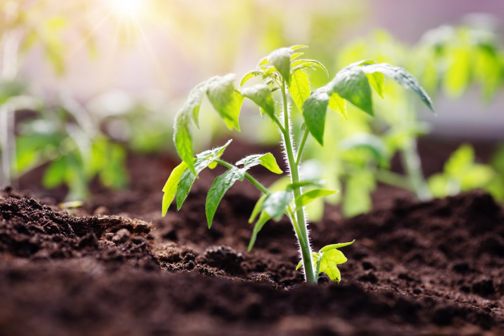 crimson sweet watermelon planting Crimson Sweet Watermelon – 25 Seeds main image 1