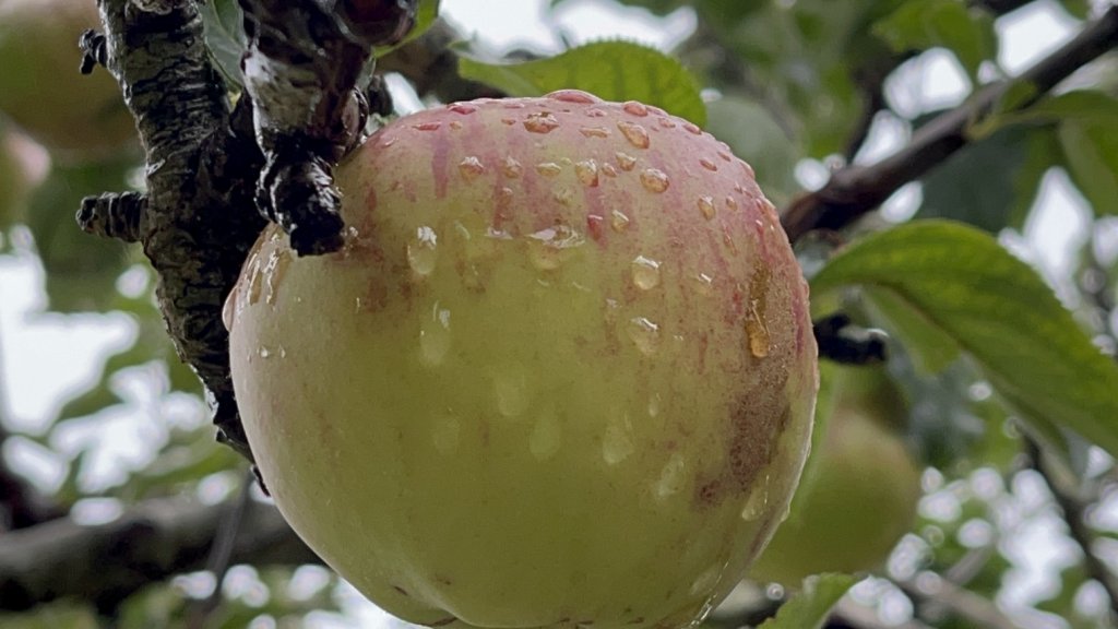 Is autumn the right time to treat fruit tree pests? | Surrey