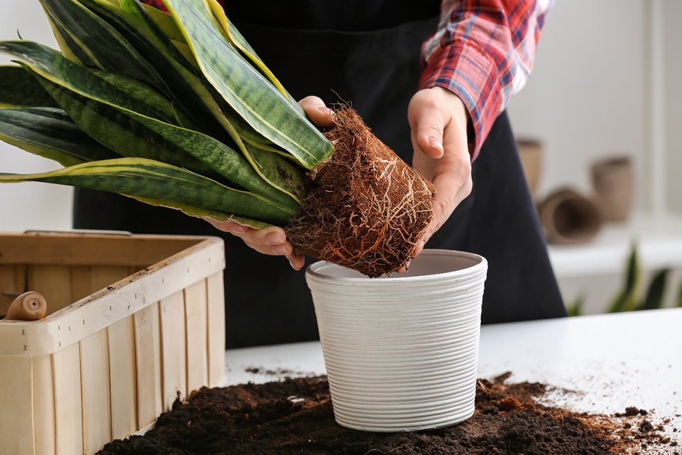 How to Choose Pot Size for Repotting Plants